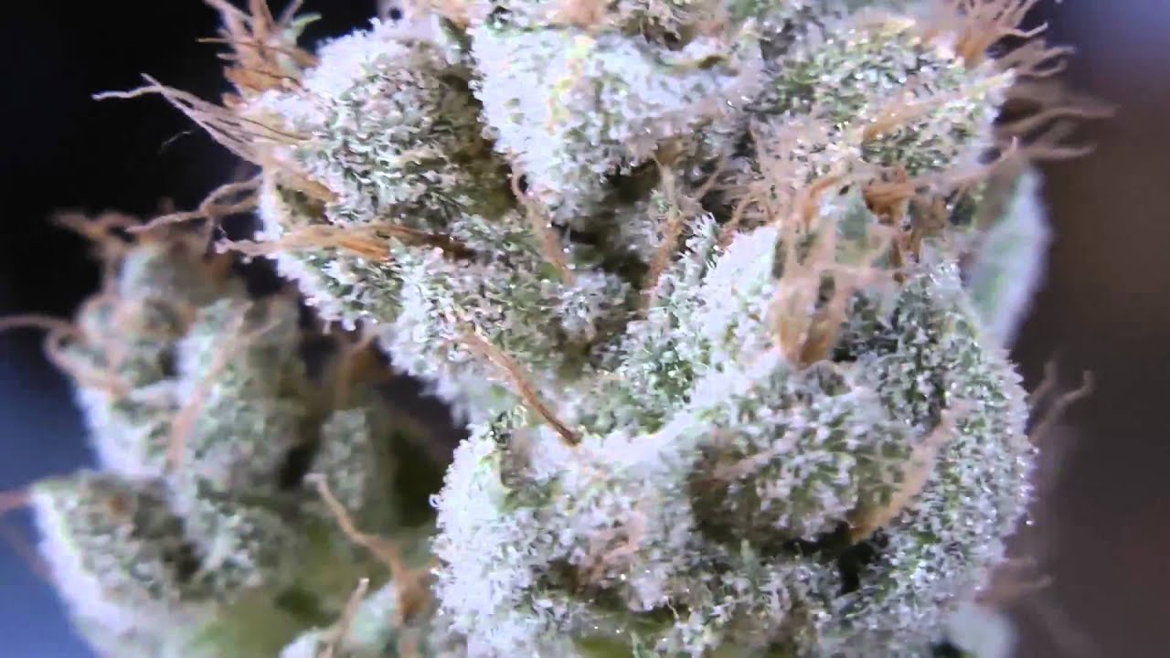 Sour Kush & LSD Harvest