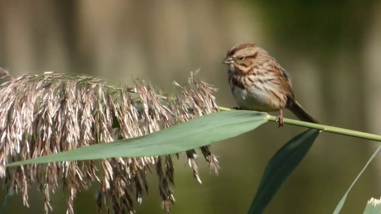 Bird on a Reed