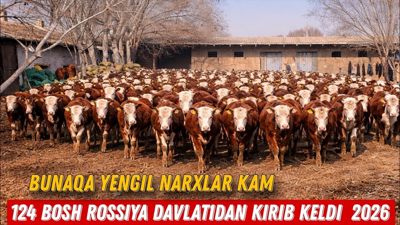 124 Bosh Rossiyski Davlatidan Kelgan Simental Gereford Hunojinlar Sotiladi 
