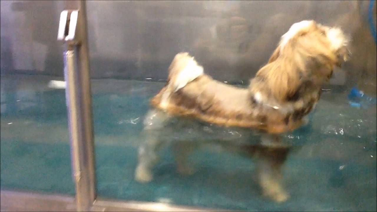 Rééducation, physiothérapie du chien Melchior paralysé