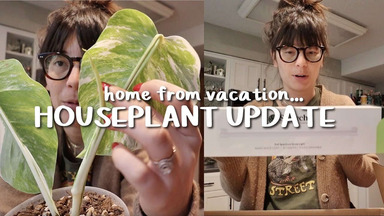 my plants after 3 weeks away & soltech grove set up