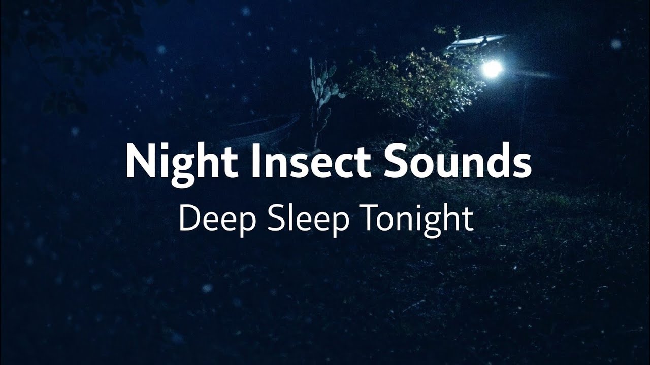 Relaxing Night Nature Sounds | Crickets and Insects by the River for Sleep & Study