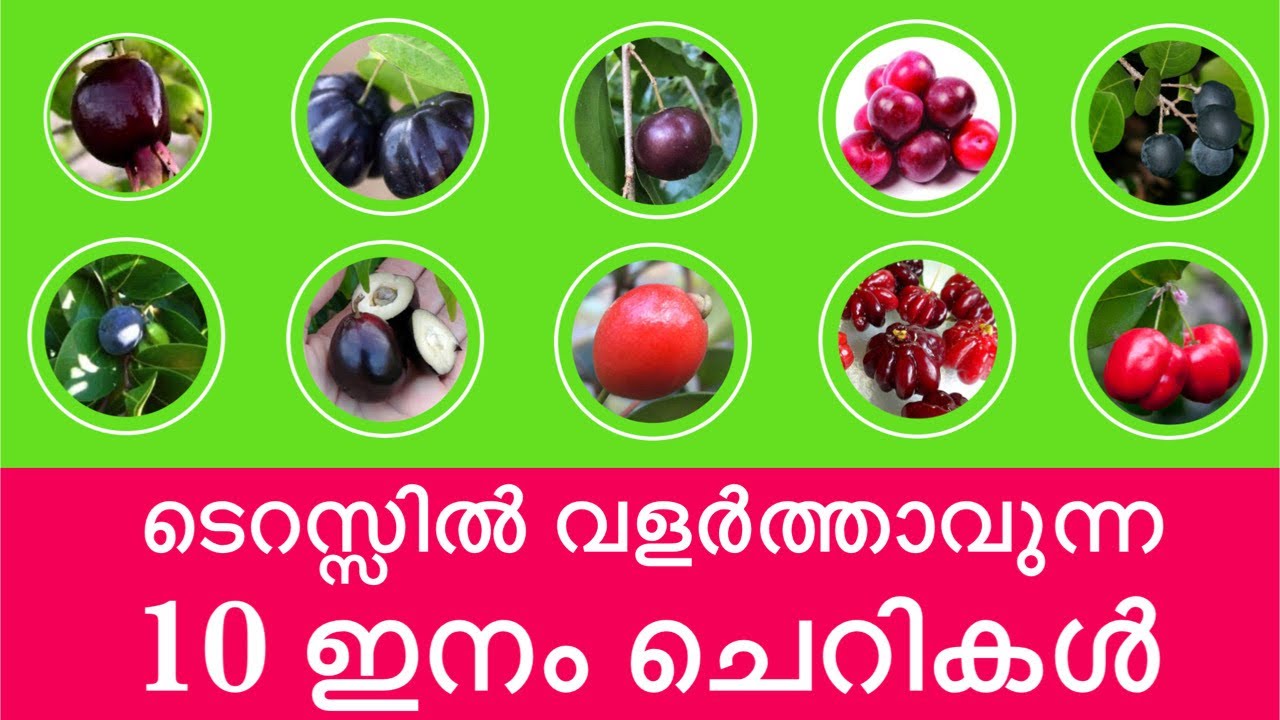 നമ്മുടെ കാലാവസ്ഥയിൽ വളർത്താവുന്ന 10 ഇനം ചെറികൾ || ചെറികളുടെ ലോകത്തിലേക്ക്.