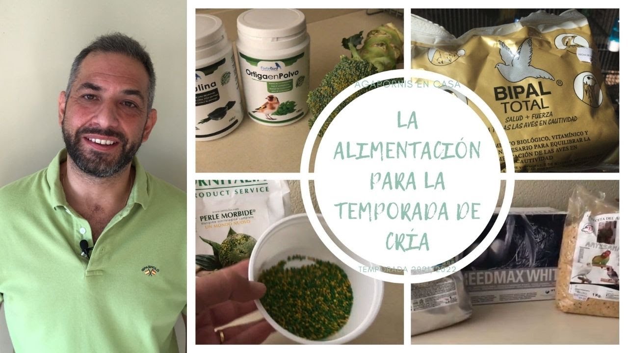 LA ALIMENTACIÓN🥗🍵🥣PARA LA PREPARACIÓN DE LA CRIA🐣🐣🐣