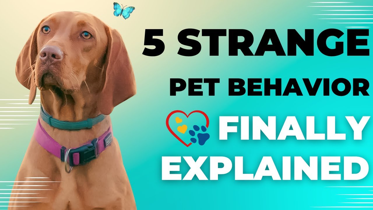 Pet Behavior Secrets: 5 Strange Pet Behaviours Dogs and Cats Do That Means&hellip; | Pet Minds Unleashed