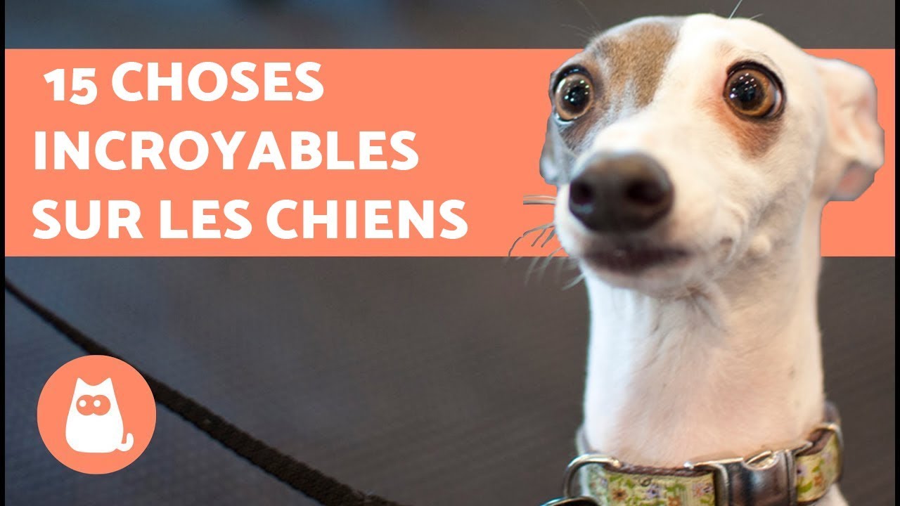 15 choses incroyables à connaître sur les chiens !