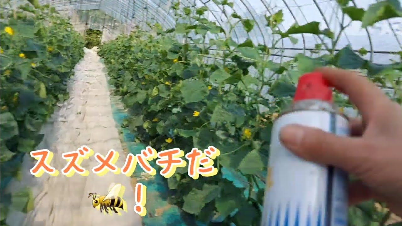 スズメバチだ！女王だ！…あれ？(・・