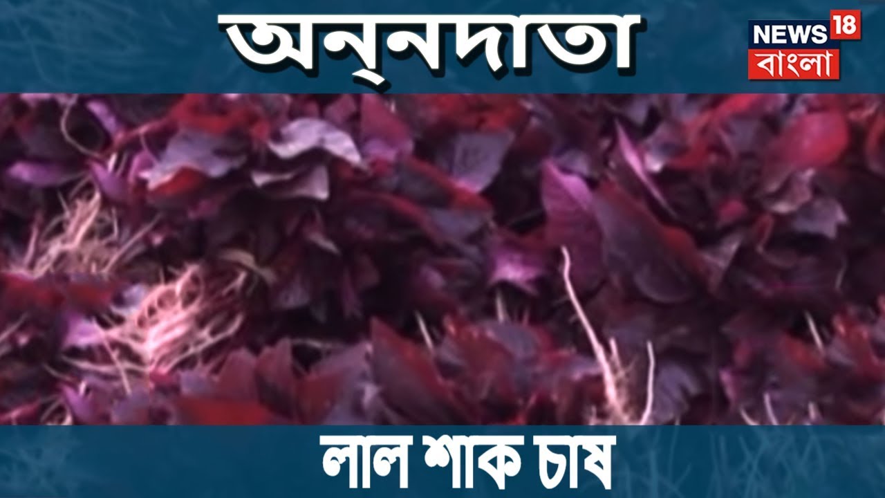 শীতকালে লাল শাক চাষ । অন্নদাতা