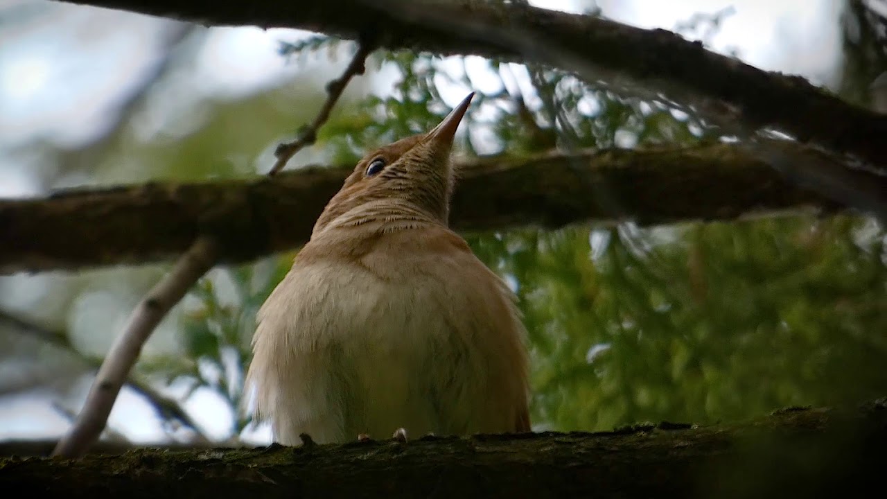 Славей пее в Крушари 1080 60p