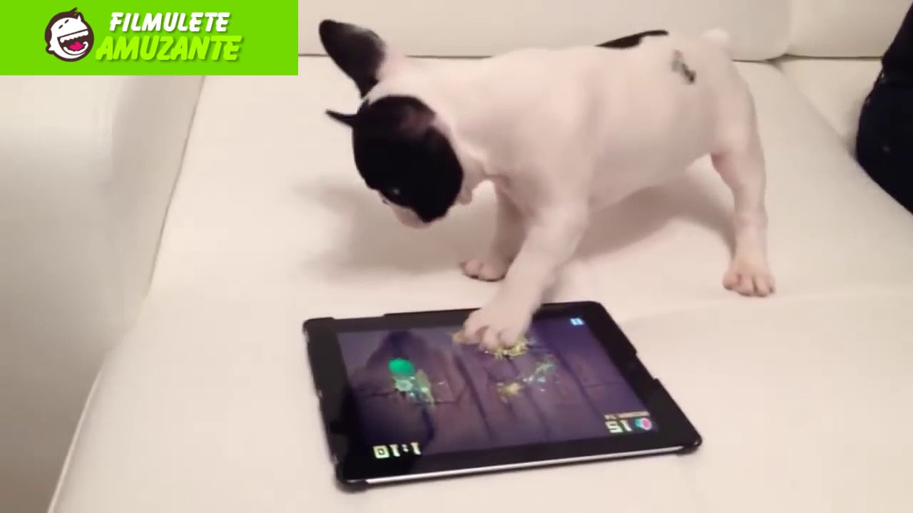 ► Faze de ras cu catei -  filmulete amuzante cu caini