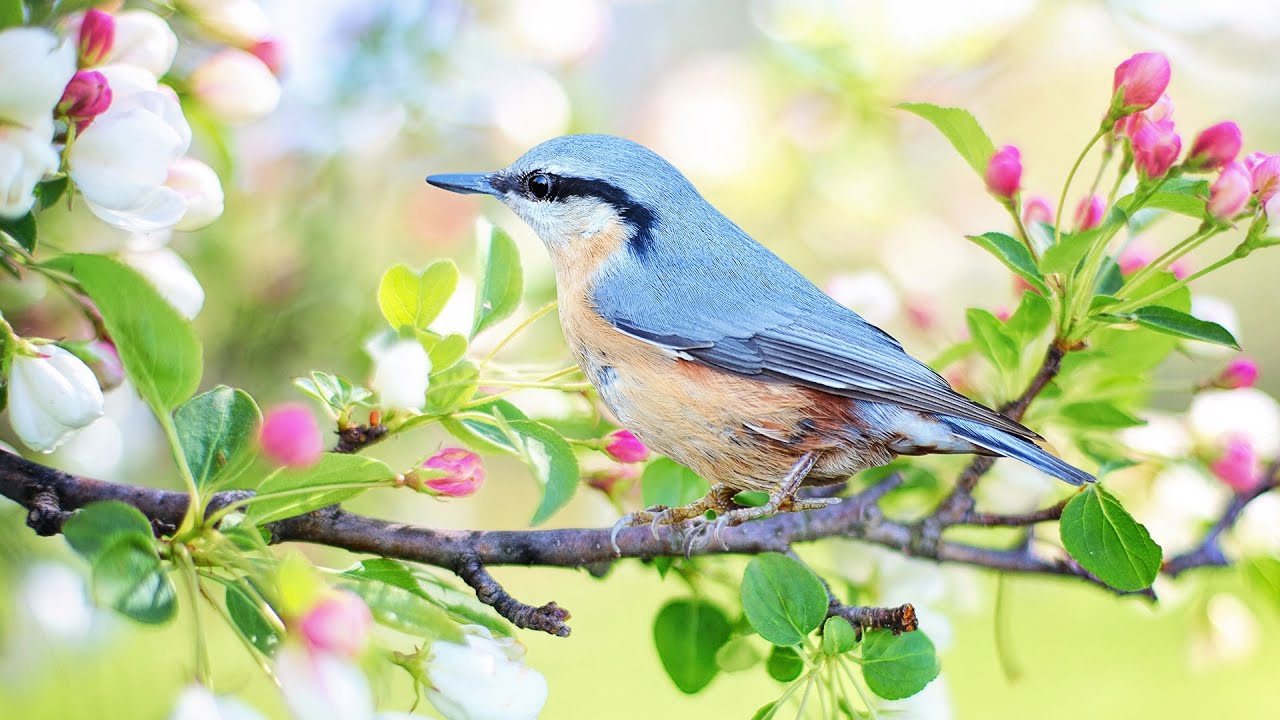 Beautiful Relaxing Music, Peaceful Instrumental Music, 