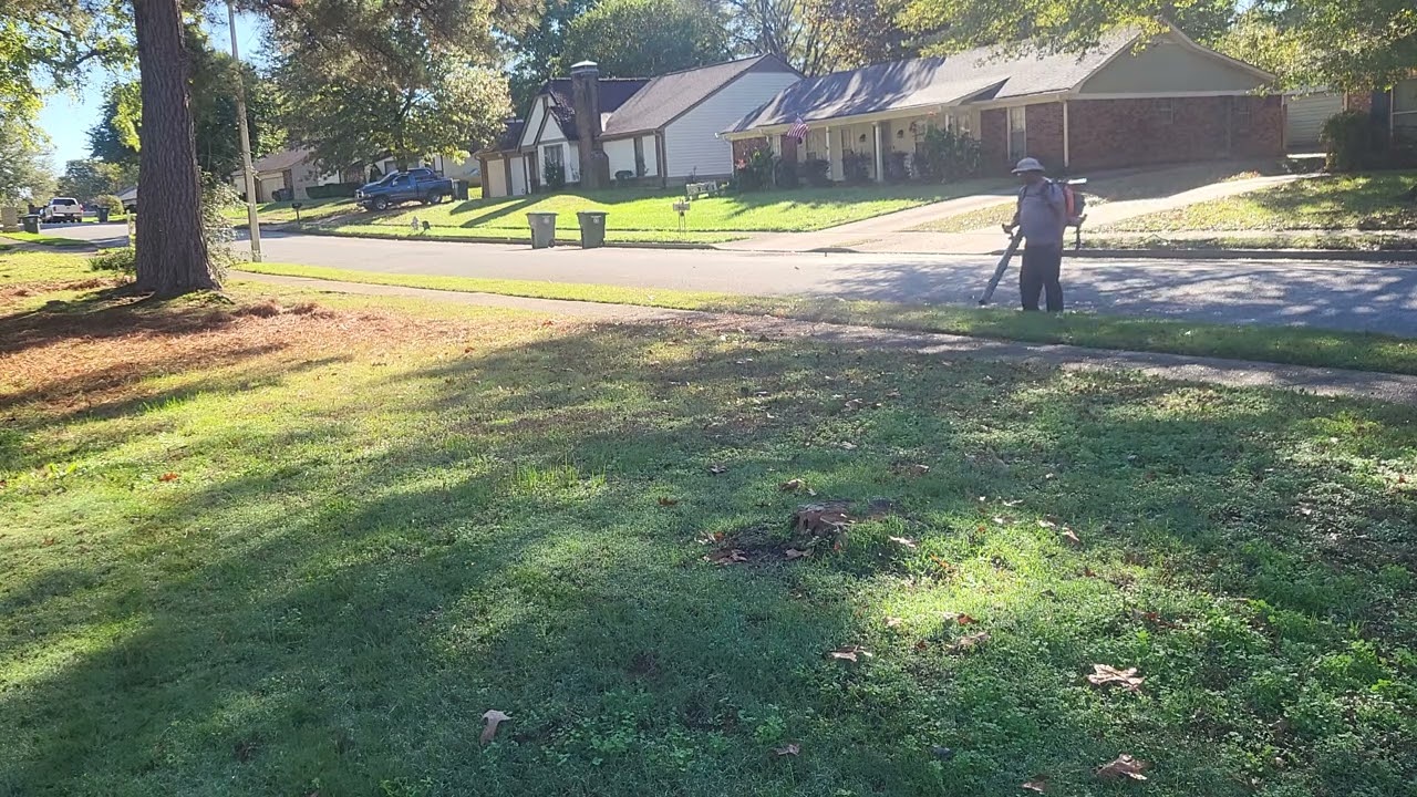 Pine Needle Cleanup PT2   11 11 2024