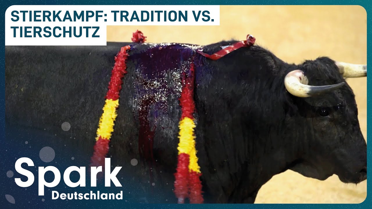 Stierkampf: Tradition oder grausame Tötung? | Toreros vs. Tierschützer