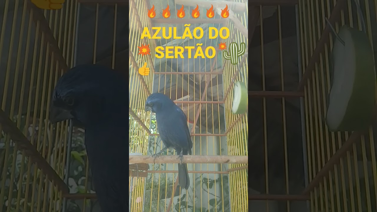 azul&atilde;o cantando para esquentar🔥O lindo canto azul&atilde;o do Nordeste🔥O novinho desde pardo.🔥