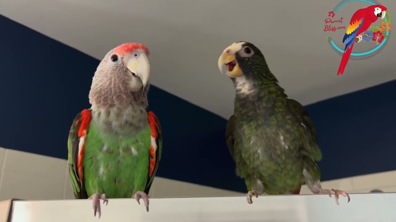 3 Things To Consider With Fighting Birds #parrot_bliss #parrot #parrots