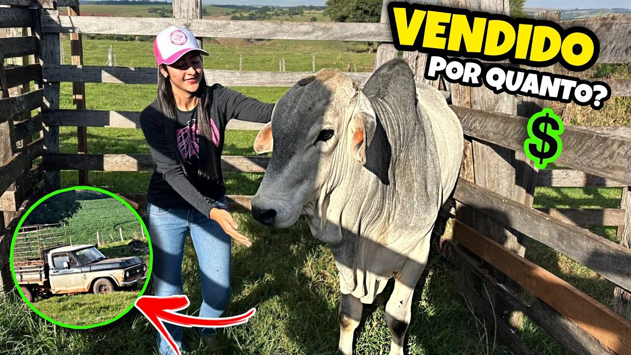 UMA D-10 VEIO BUSCAR O BOI GENO!🐂 *FOI VENDIDO*