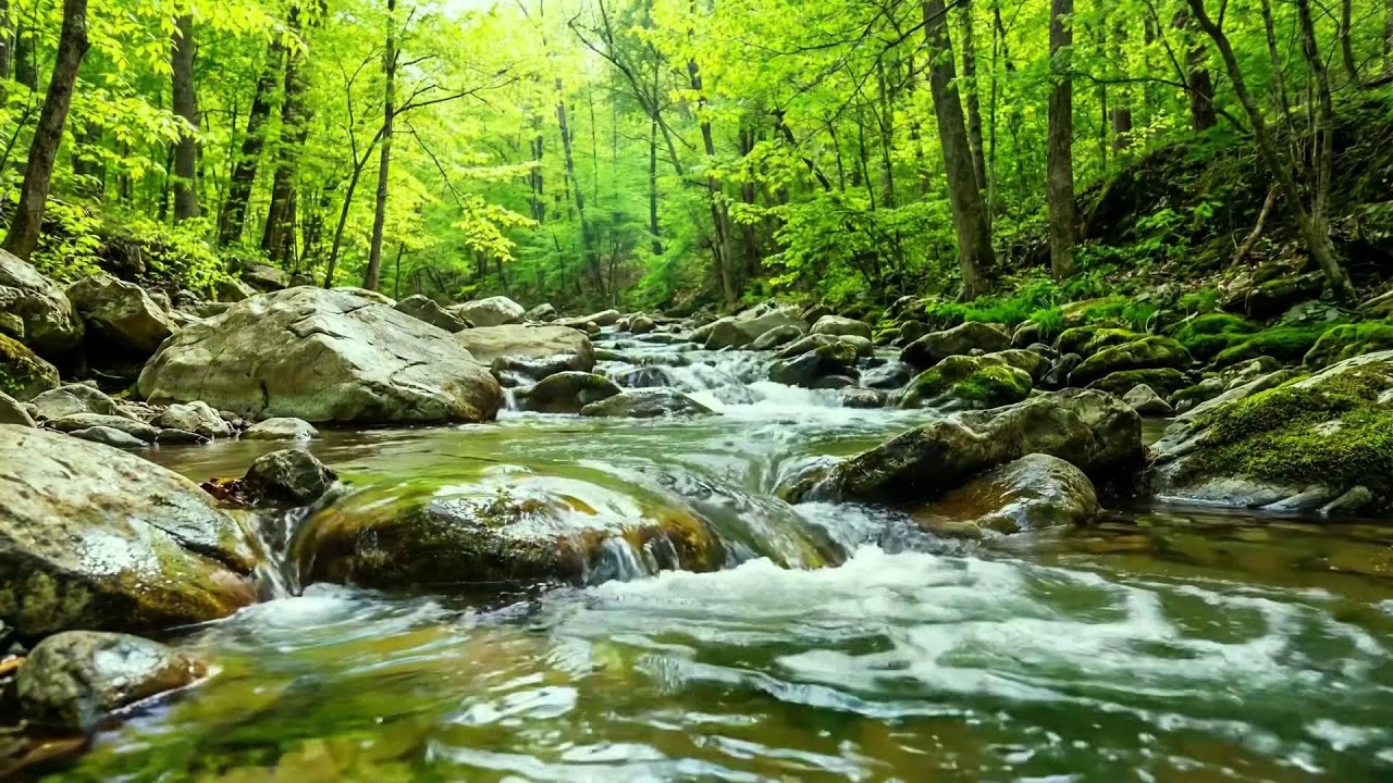Peaceful Forest Stream Flow, Birds Singing in Harmony, Relaxing Nature Sounds for Deep Calm