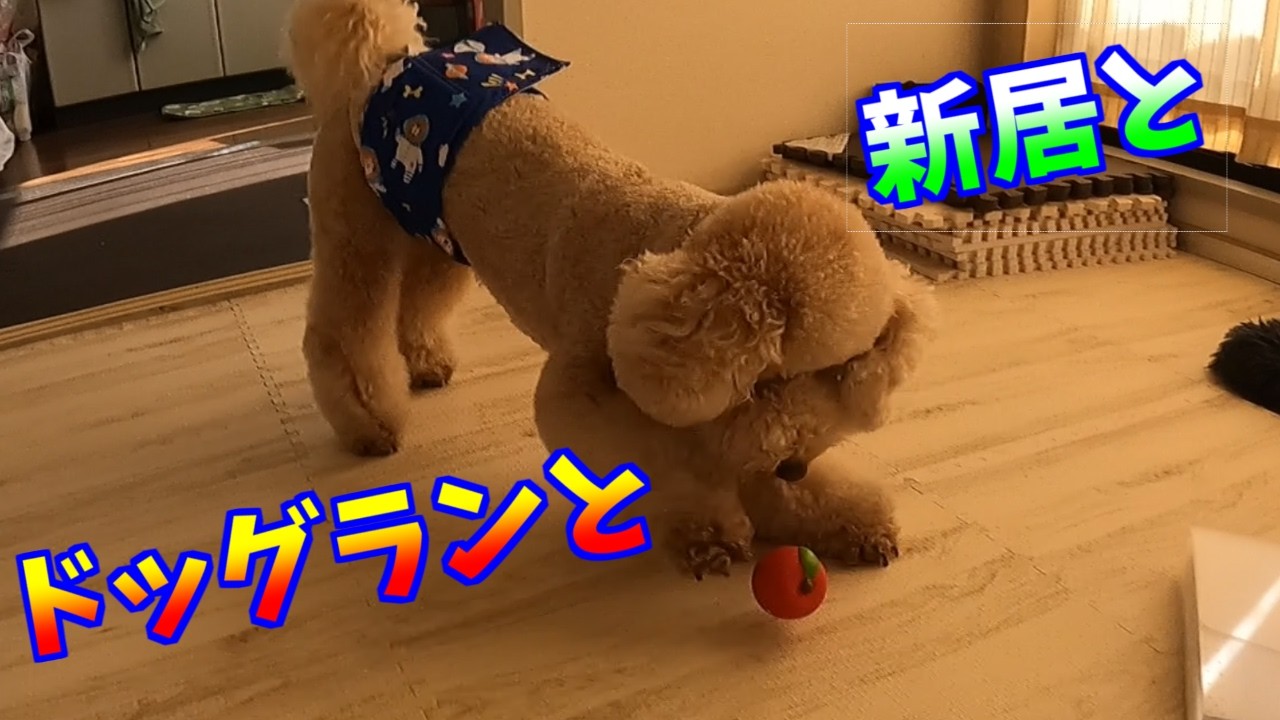 ドッグランと新居と