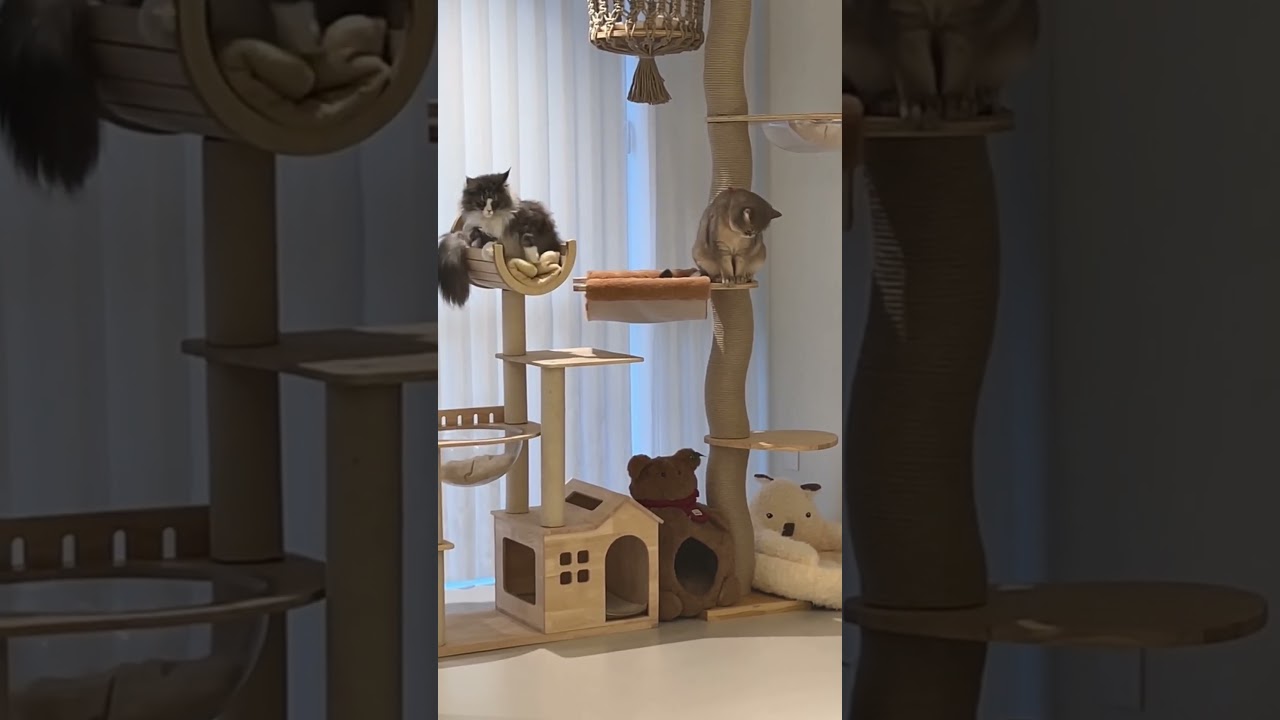 Curved Wood Floor to Ceiling Cat Climbing Tree🍨 #cat #catfurniture #catbed