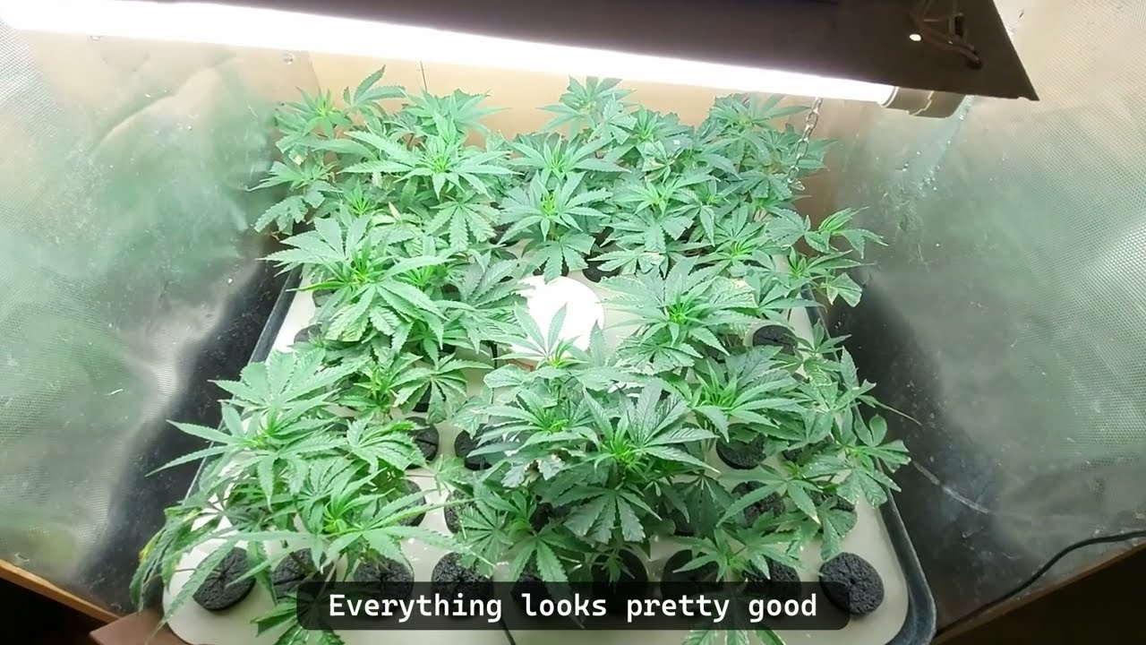This is day 19 for the clones in the aeroclonador
