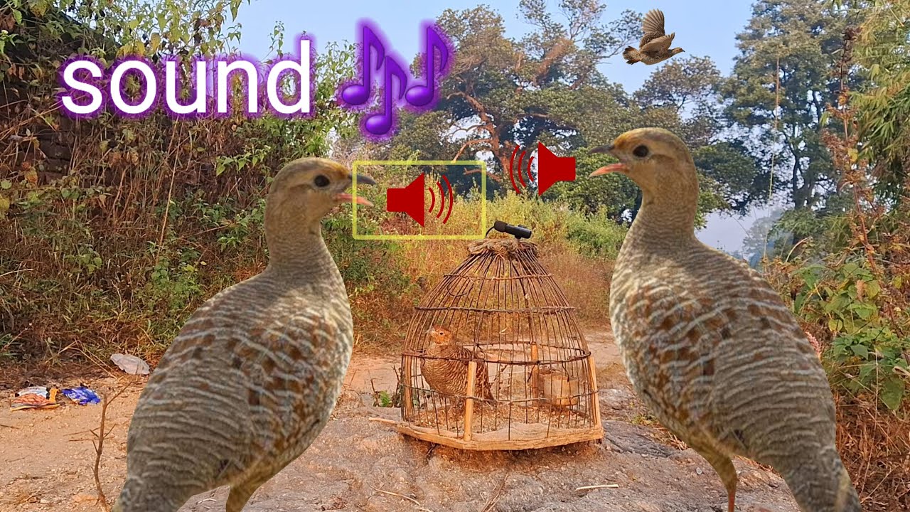 Desi female teetar shikar awaaz 💕  gora teetar boli | francolin calling partridge sound 