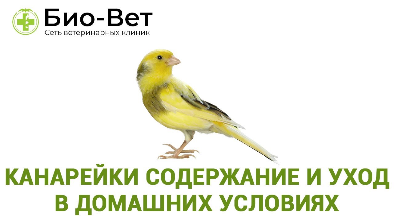 Содержание Канареек 🐤 и Уход в Домашних Условиях // Сеть Ветклиник БИО-ВЕТ