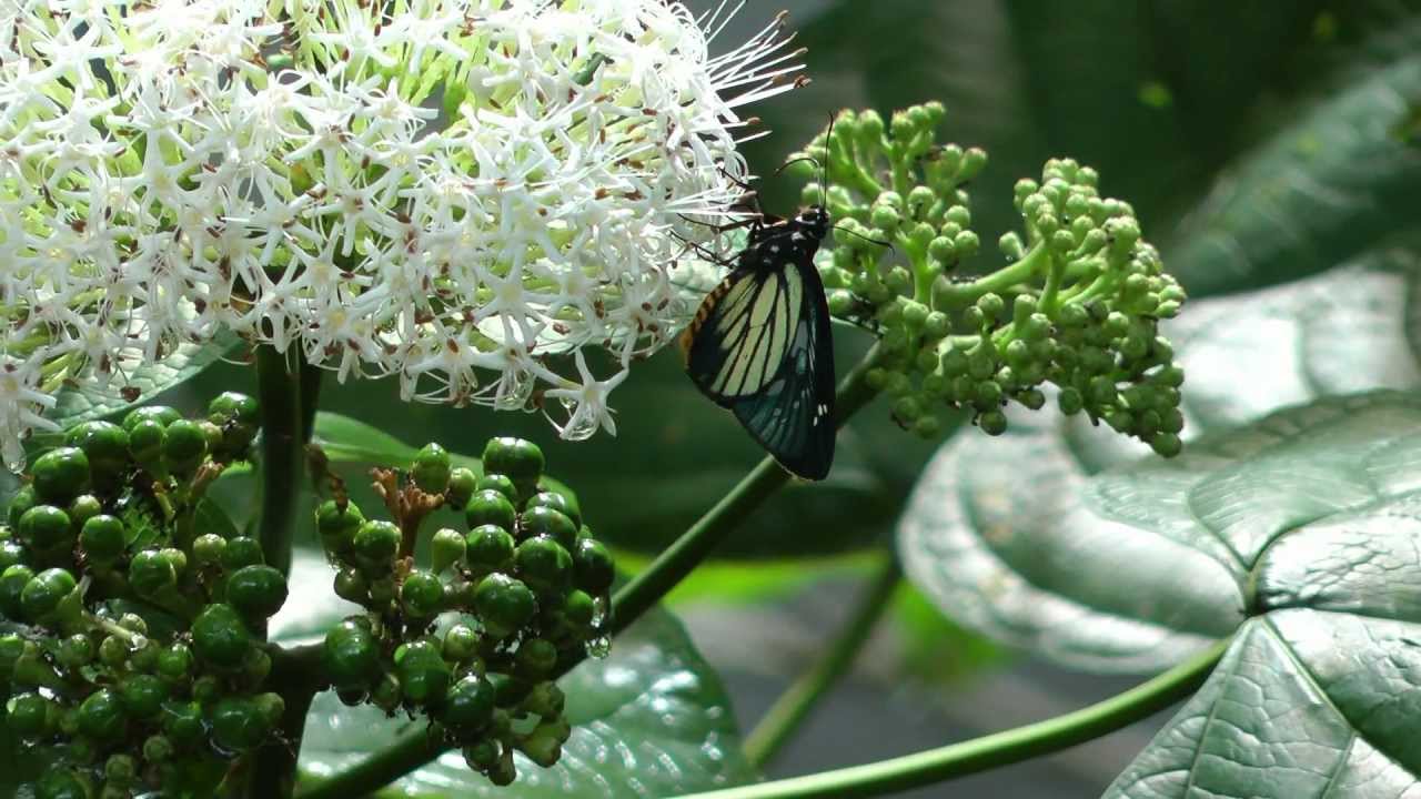 Butterflies of Thailand part 4 HD..