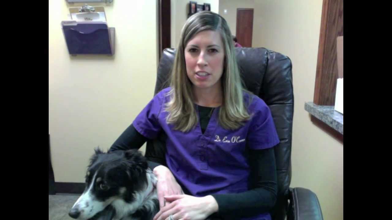 Animal Chiropractic for Sudden Rear Leg Paralysis or Paraparesis