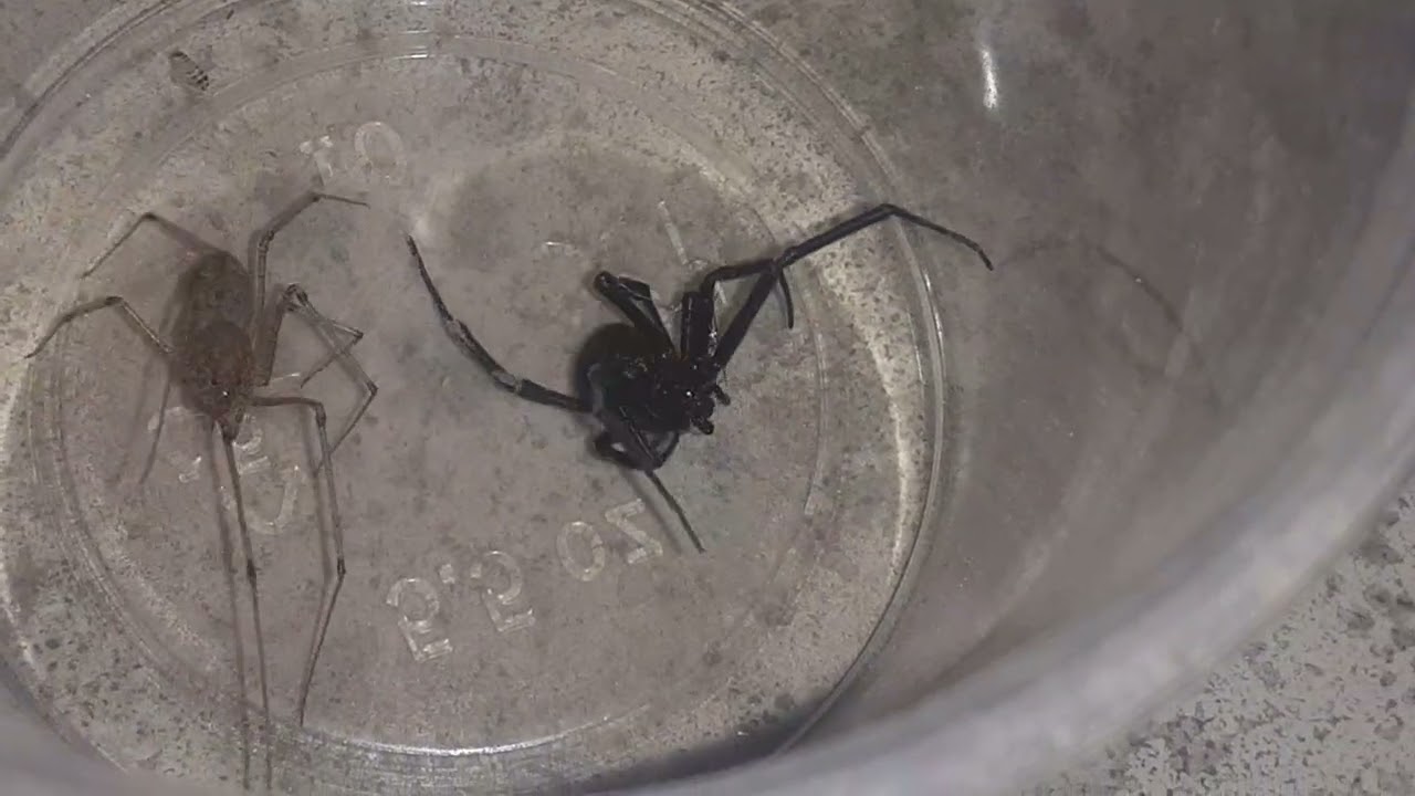 Spitting spiders ARE HORRIBLE IN THIS STATE TENNESSEE!!