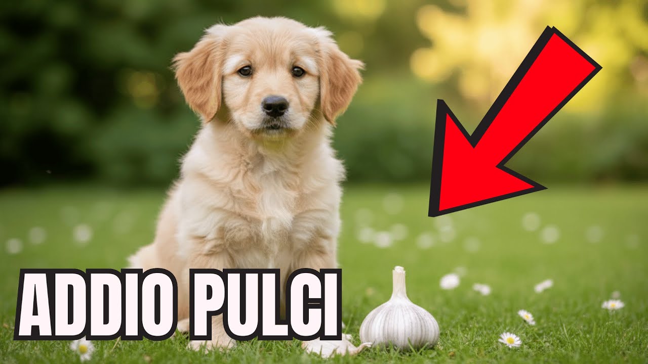 Pulci e Zecche? Il Rimedio Naturale che Le Fa Scappare Subito
