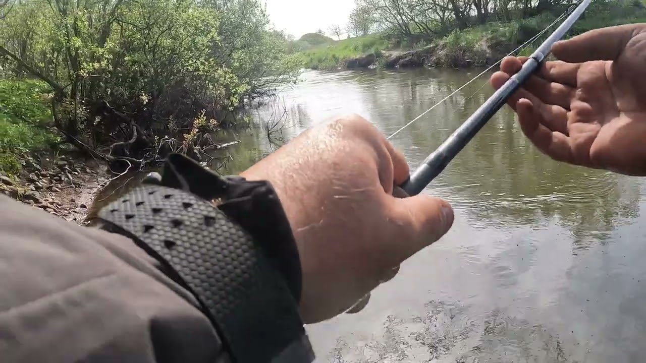 Fanger en Blank laks (Salmon) på bundsnøre.