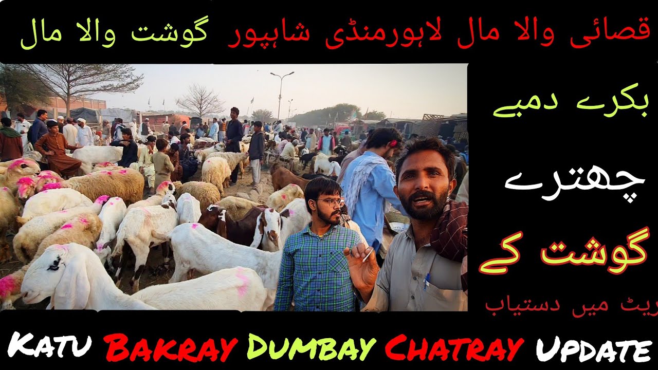 Katu mal Lahore bakra mandi | Qasai wala maal | ghost wala maal#shahpurmandilahore#qasai#qurbani2025