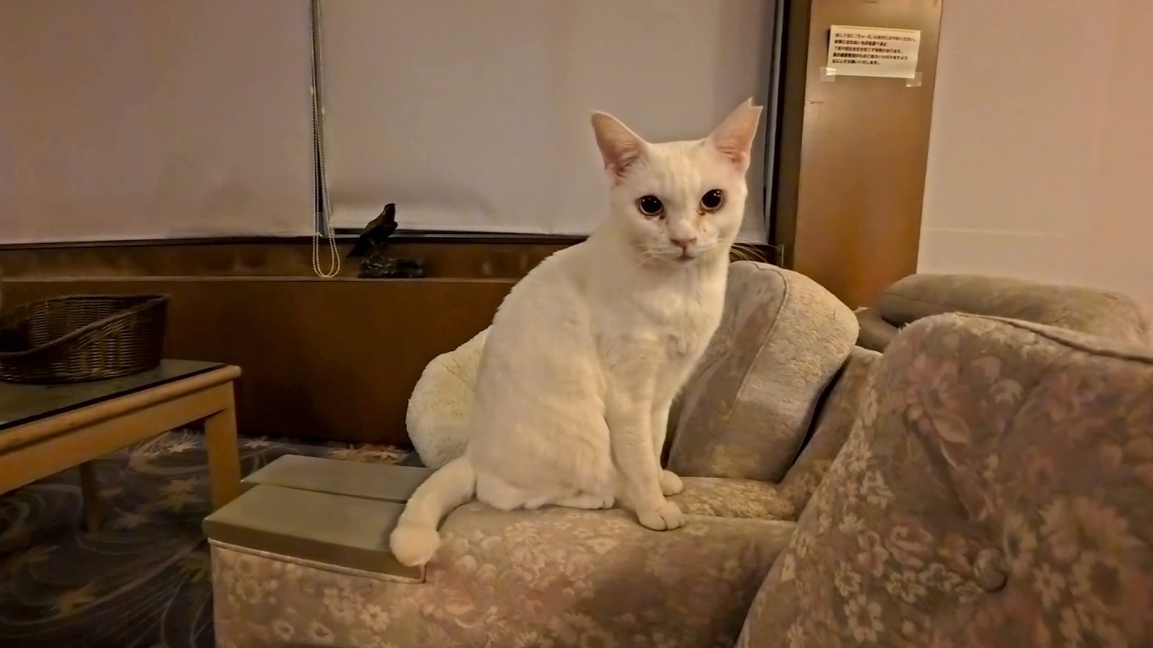【猫ホテル】夜中にフロント奥の猫サロンに行ってみると猫たち大人しく寝ていました