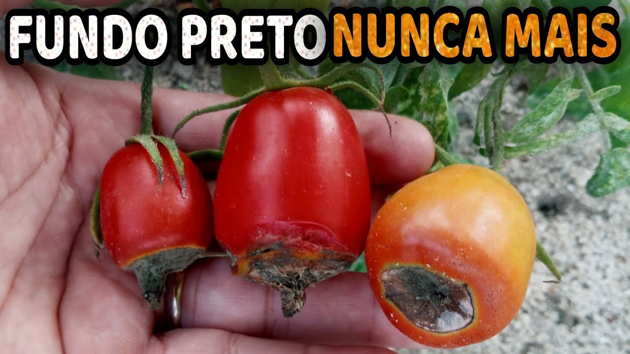 Tomate com Fundo Preto ( PODRIDÃO APICAL ) Veja como Resolver
