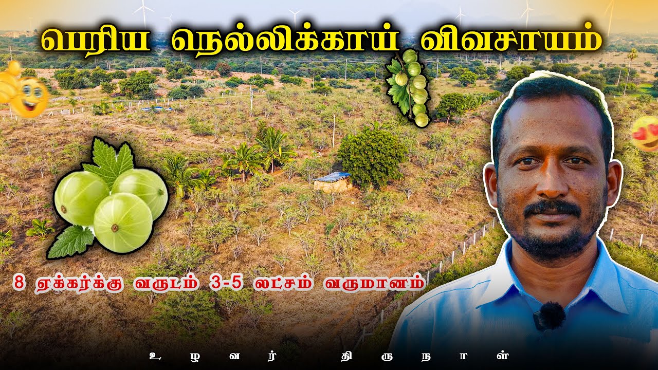 பெரிய நெல்லிக்காய் விவசாயம் வறண்ட பூமியில் நன்றாக வளரும் பழம் ரகம் @uzhavarthirunal