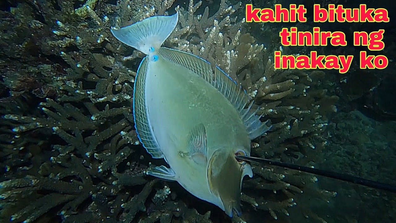 ep609 kahit bituka ng surahan tinira ng inakay ko catch and cook