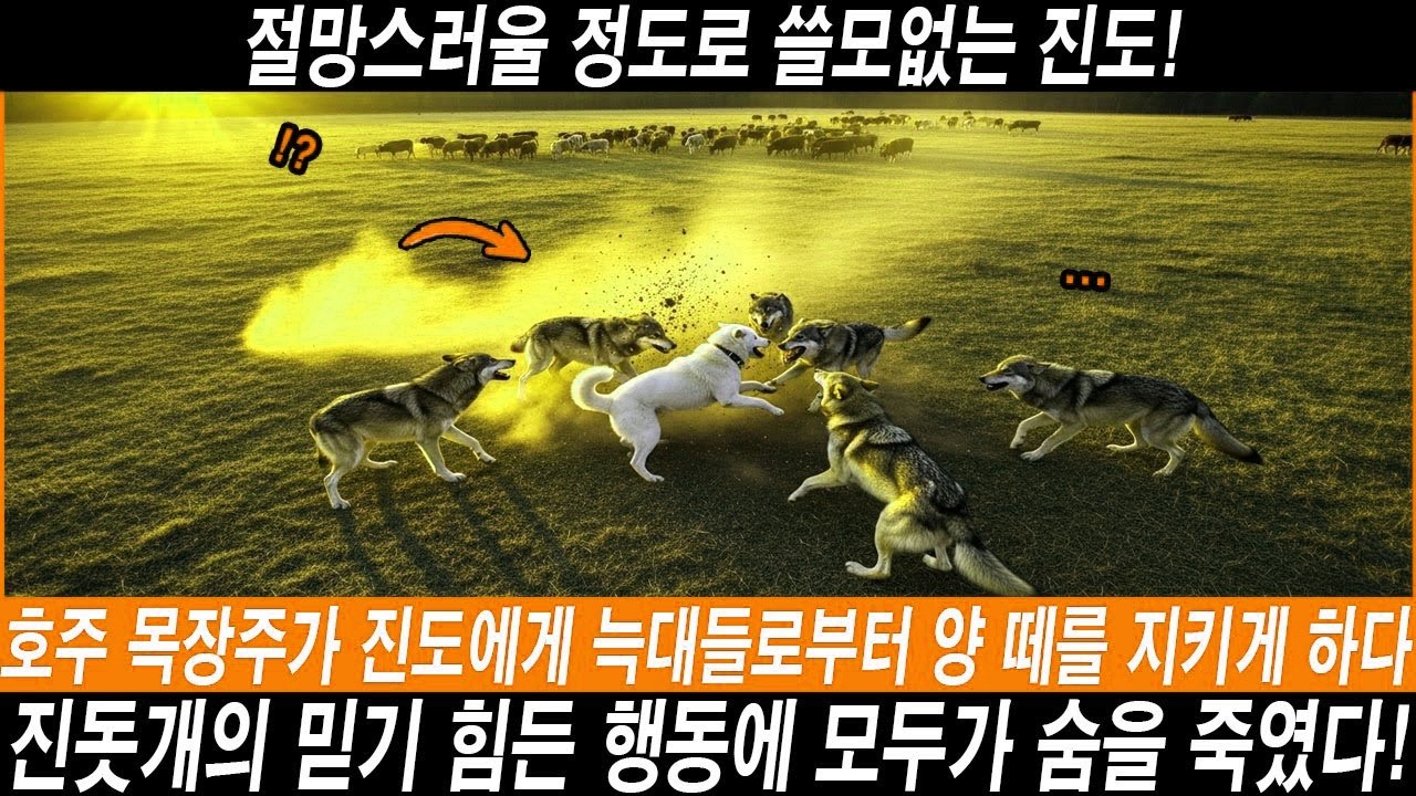 절망스러울 정도로 쓸모없는 진도!” — 호주 목장주가 진도에게 늑대들로부터 양 떼를 지키게 하다… 충격적인 결말!  해외감동사연 #해외반응 #외국반응 #외국인반응 #진돗개