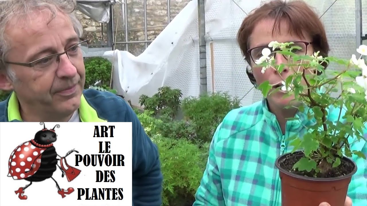 Tuto jardinage:bégonia a caudex natalensis(dregei):Comment faire une Bouture:vivace méditerranéenne.