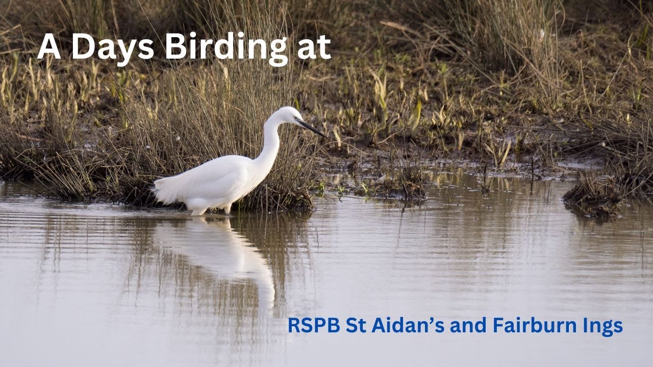 RSPB St Aidan's and Fairburn Ings