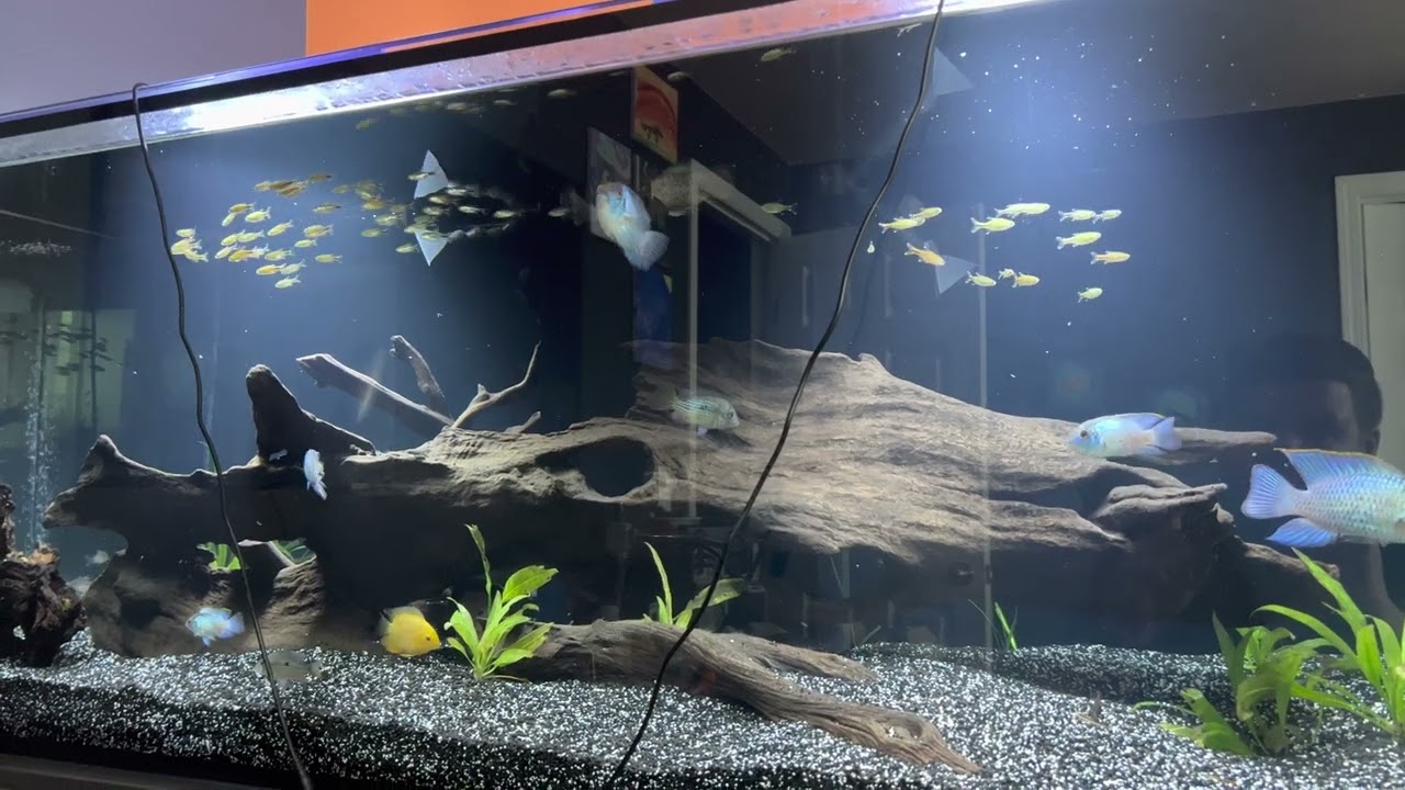70 Silver Tip Tetra School