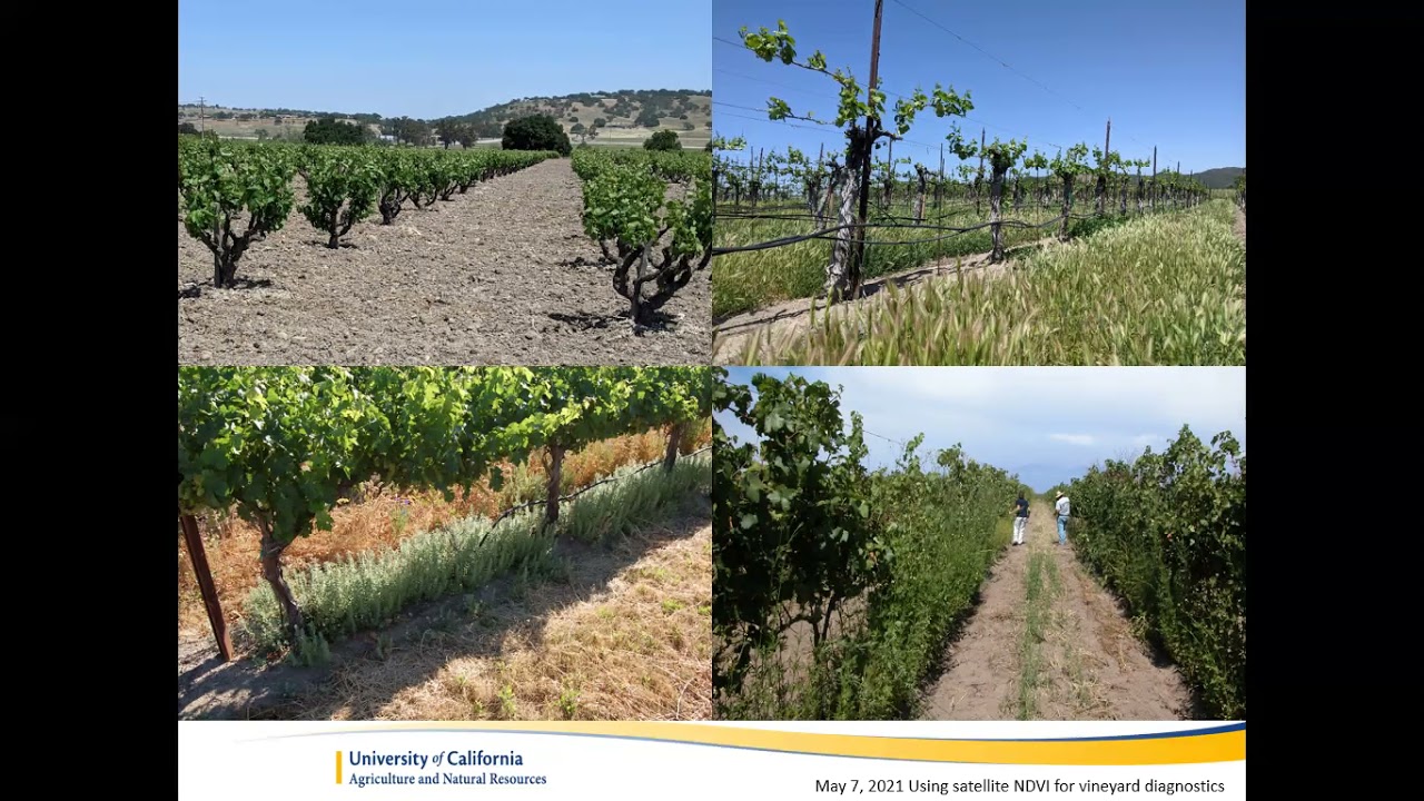 Using satellite NDVI for vineyard diagnostics