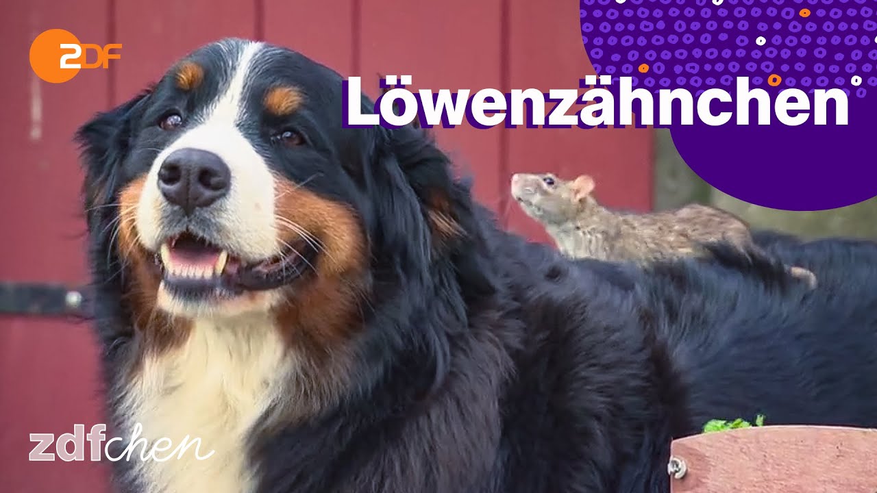 Ratte (Mini) | LÖWENZÄHNCHEN | ZDFchen