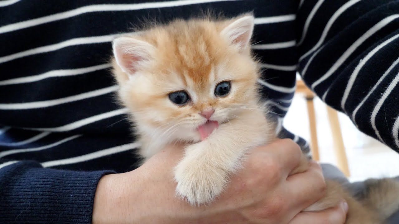 Adorable kitten Pucca who always licks me when I hold her...