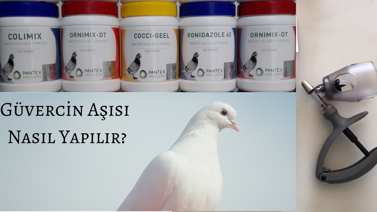 Güvercin Aşılama - Güvercin hastalıklarına tedaviler - Sinan Eren - Kuşçu tv