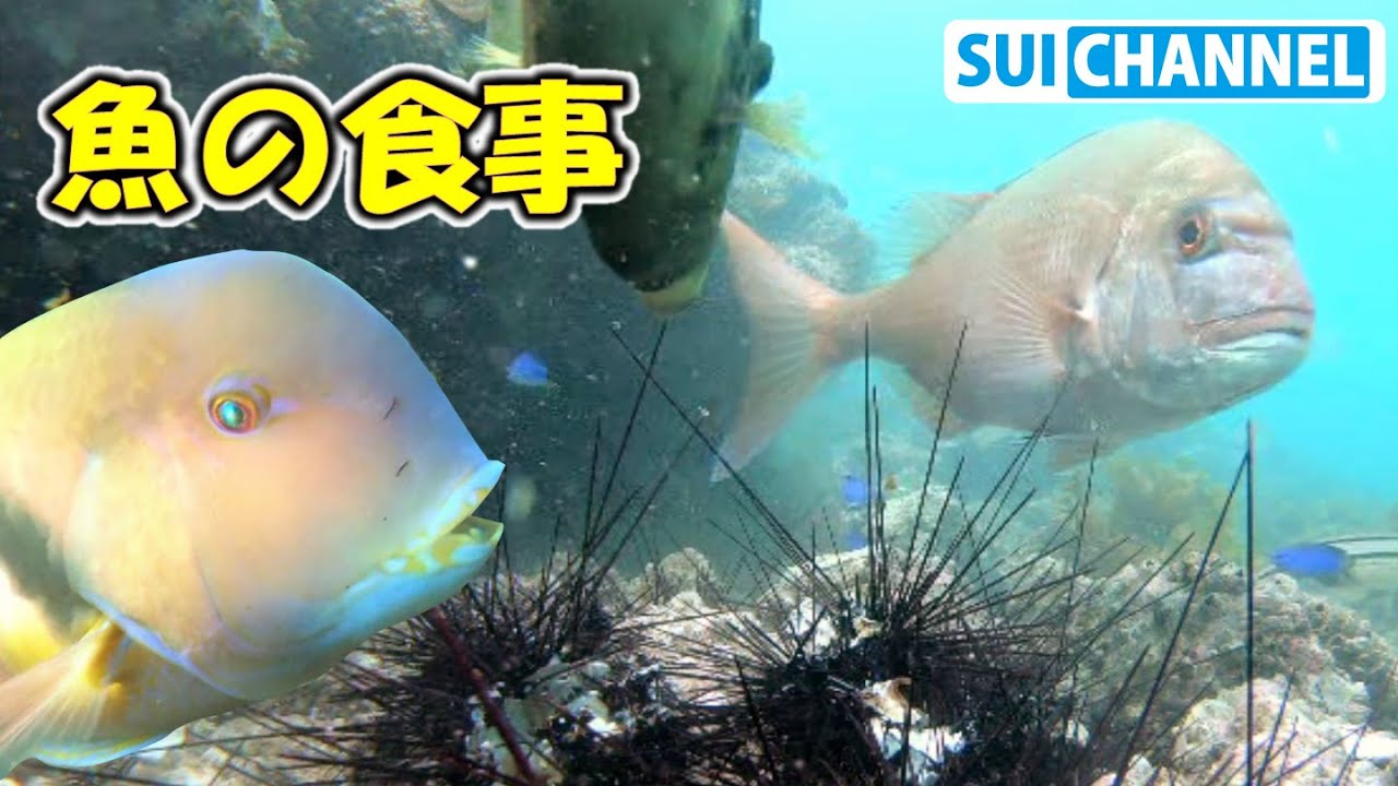 大量のウニをマダイやイラがひたすら豪快に食べる映像　Fish gathering to eat sea urchin【ウニ駆除食事編】