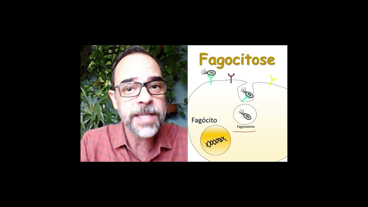 Fagocitose