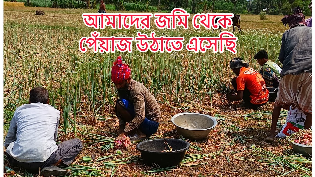 আমাদের জমি থেকে পেঁয়াজ উঠাতে এসেছি.. 💕