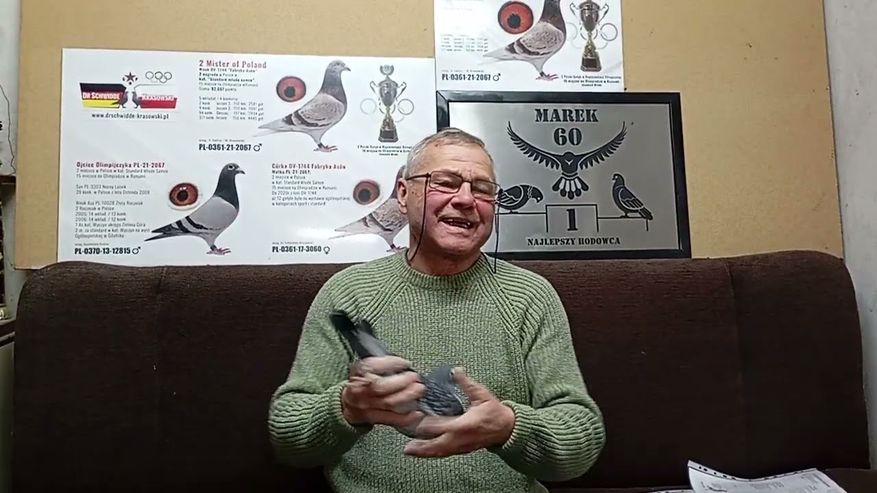 Ostatnia tegoroczna oferta gołębi Dr Schwidde - Krasowski z linii DV-1083 Mały Ciemny 