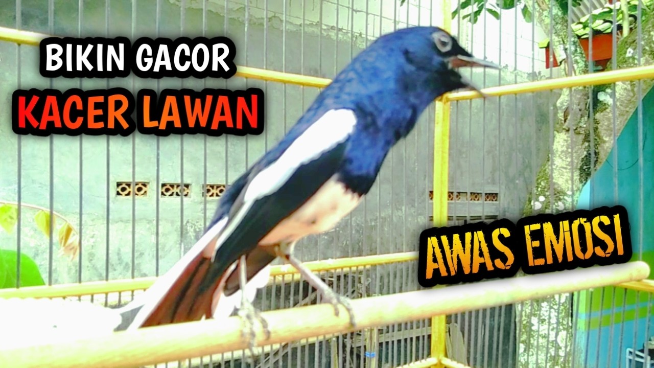 BIKIN GACOR KACER LAWAN AWAS EMOSI LANGSUNG ON  !! PANCINGAN KACER GACOR PASTI NYAUT AMPUH.