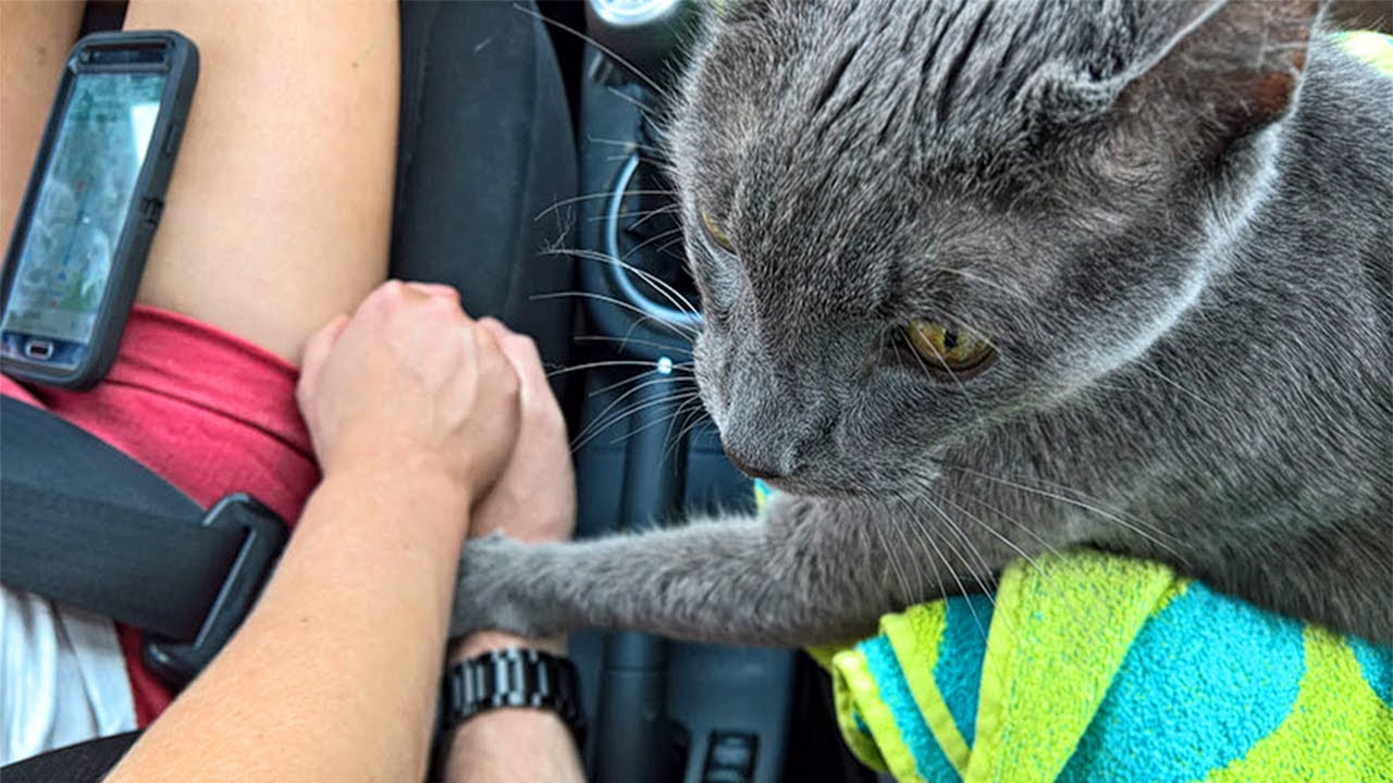 Dying Cat Holds His Owners&rsquo; Hands On Their Final Trip
